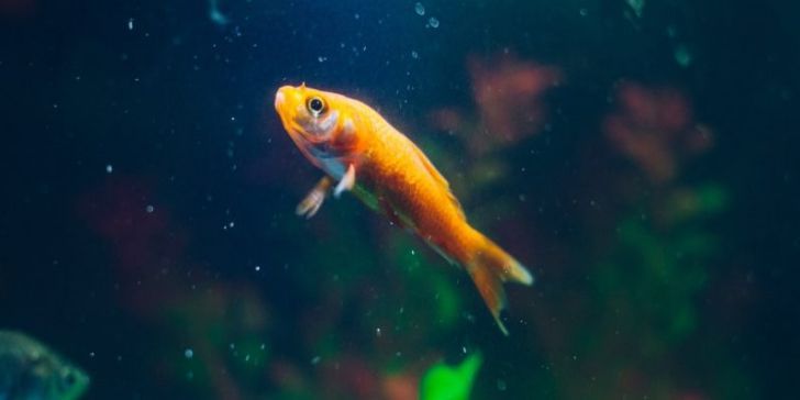 casino hack fish tank