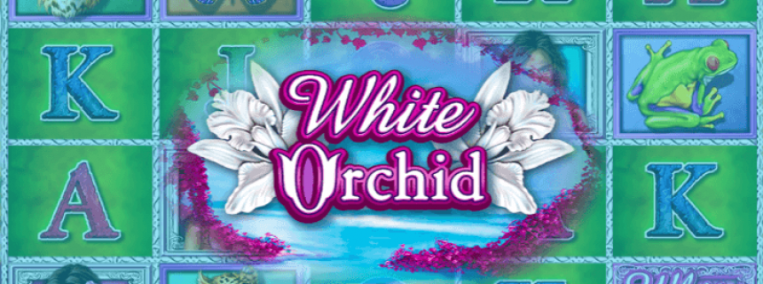 White Orchid Slot Machine Online