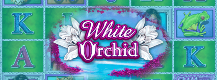 White orchid slot machine game